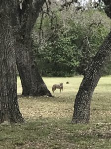 coyote, austin, trickster, archetype