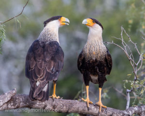 birds of prey, toupee, hairpiece