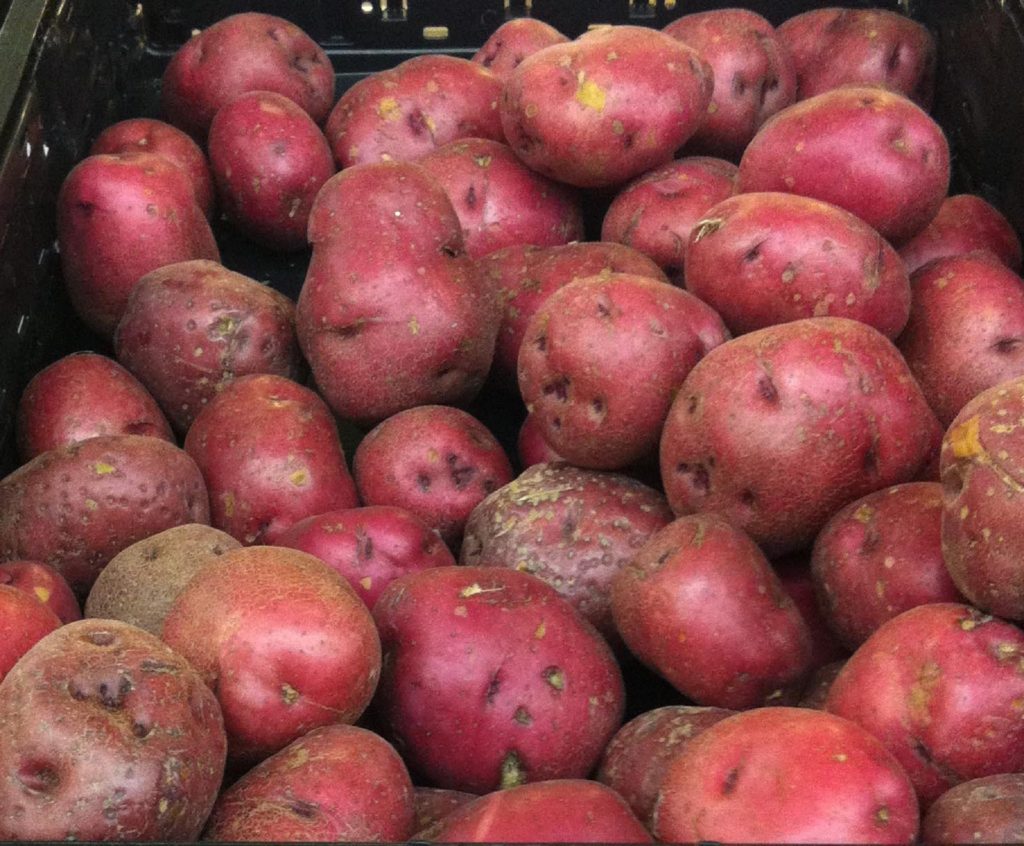 Red Potato Harvest